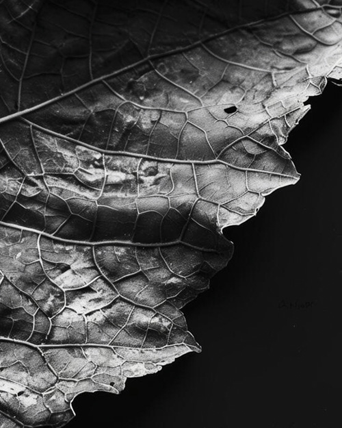 Arras Featured Image Leaf